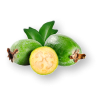 Feijoa