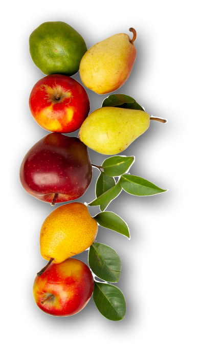 fruits-2